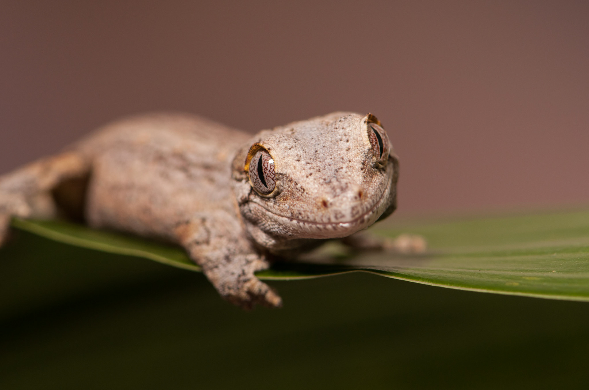 Gargoyle Gecko
