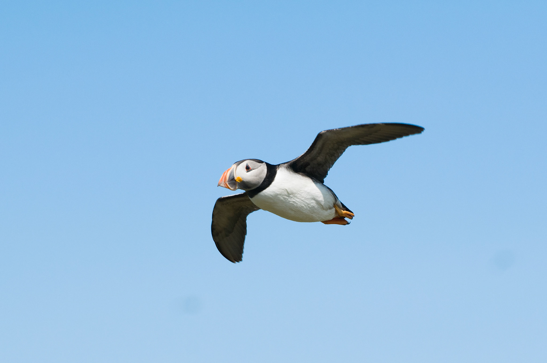 Puffin on Inner Farne