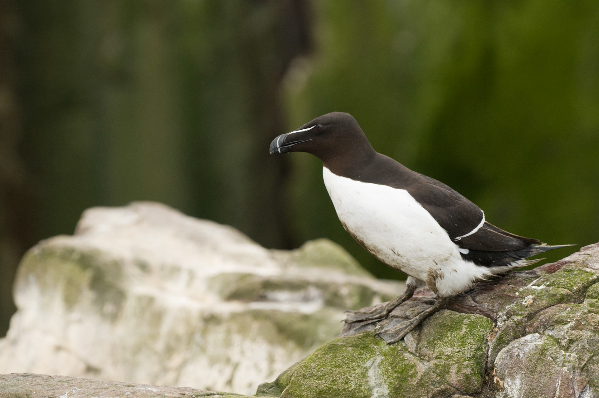 Razorbill on Staple Island