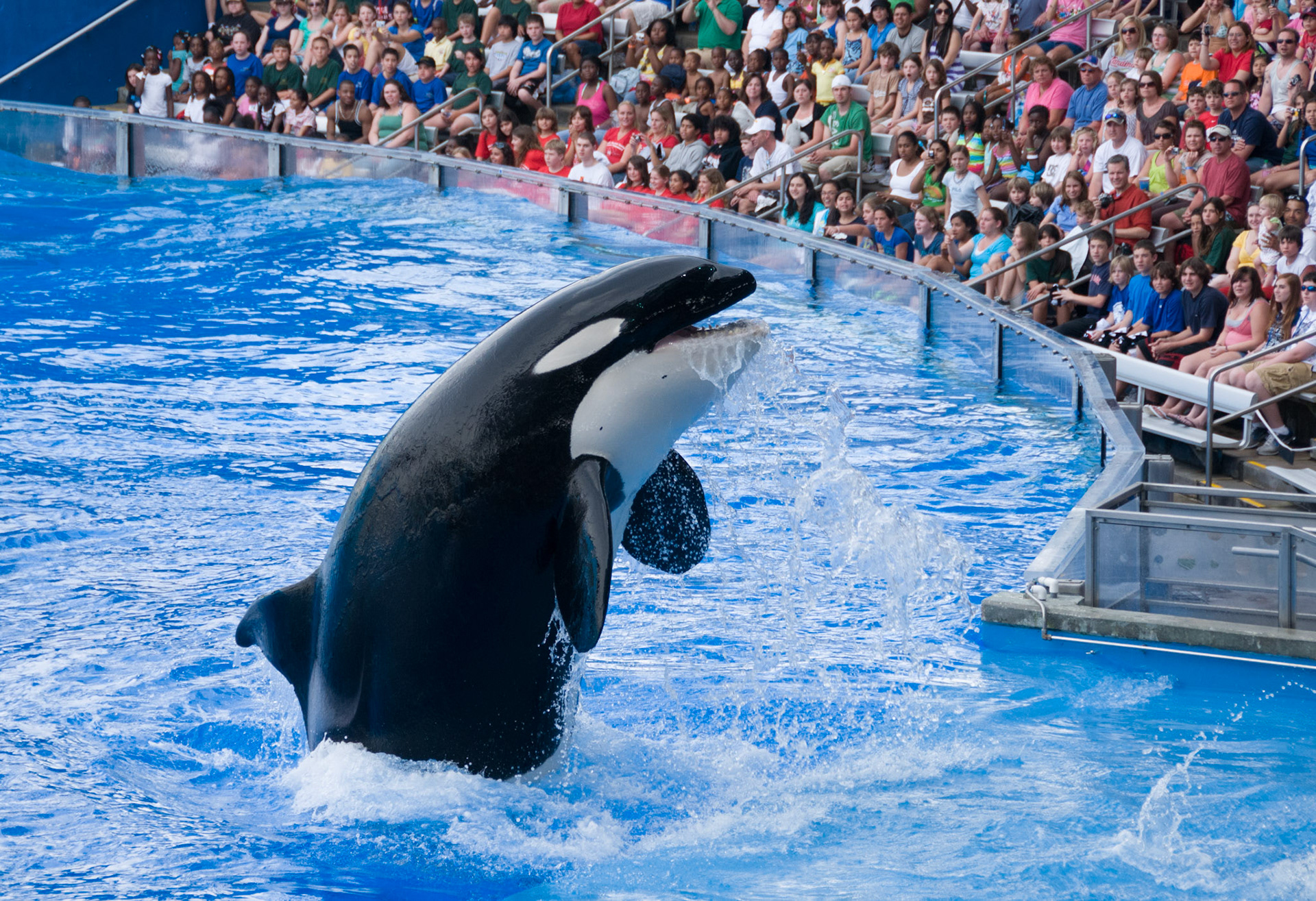 The Shamu Show at Seaworld Orlando