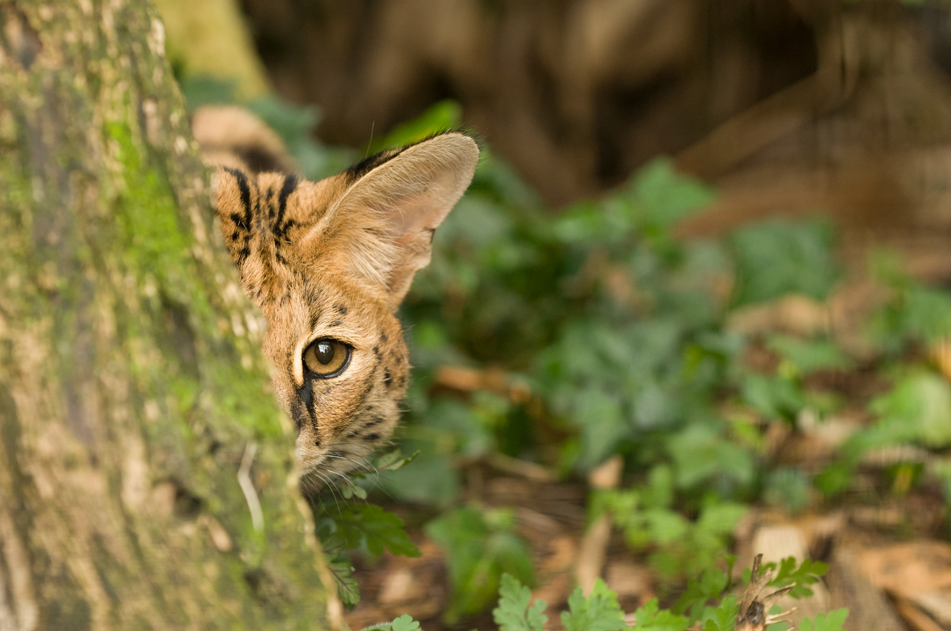 Serval at the Cat Survival Trust
