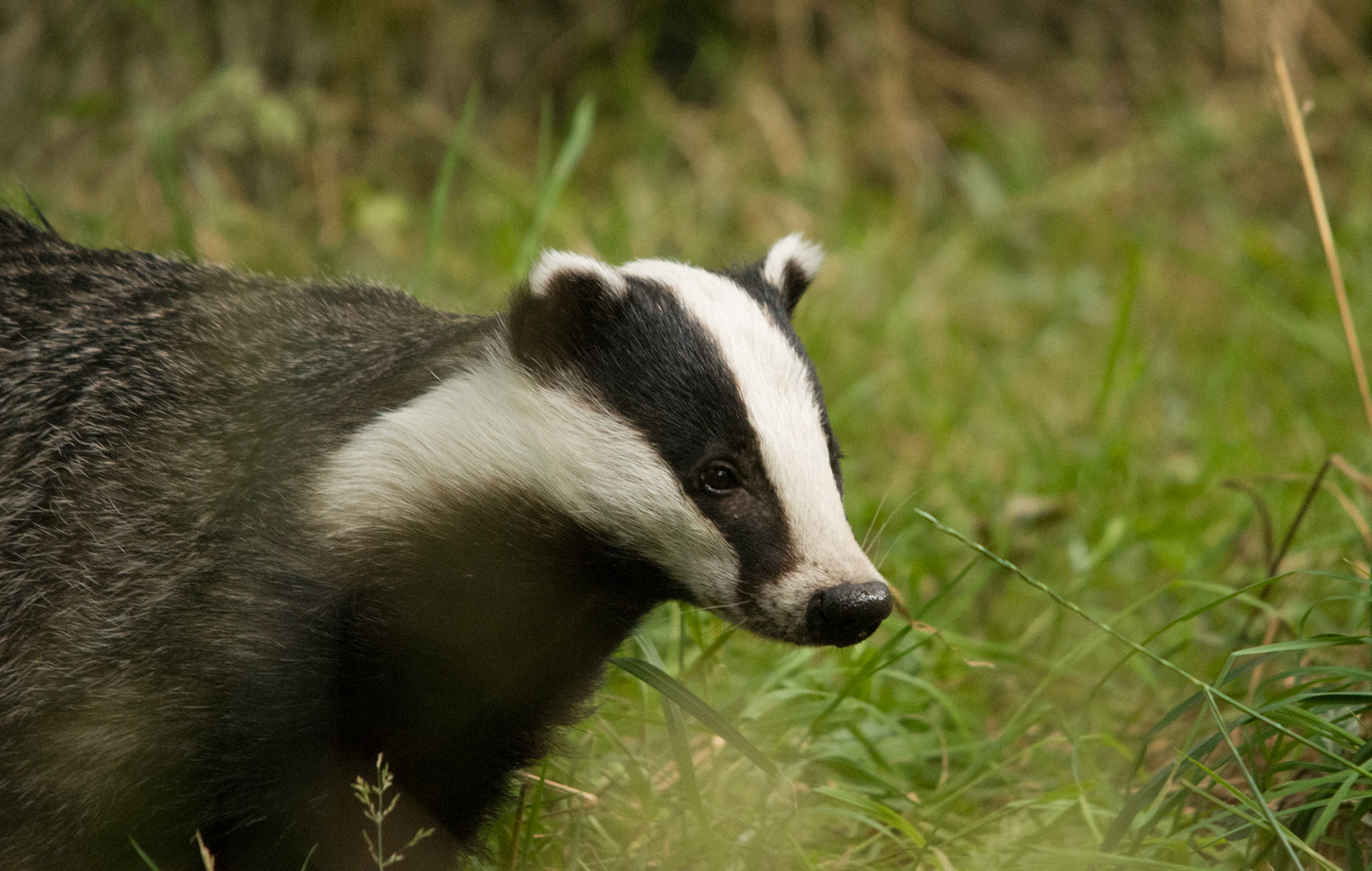 Badger at Wildwood Wildlife Park