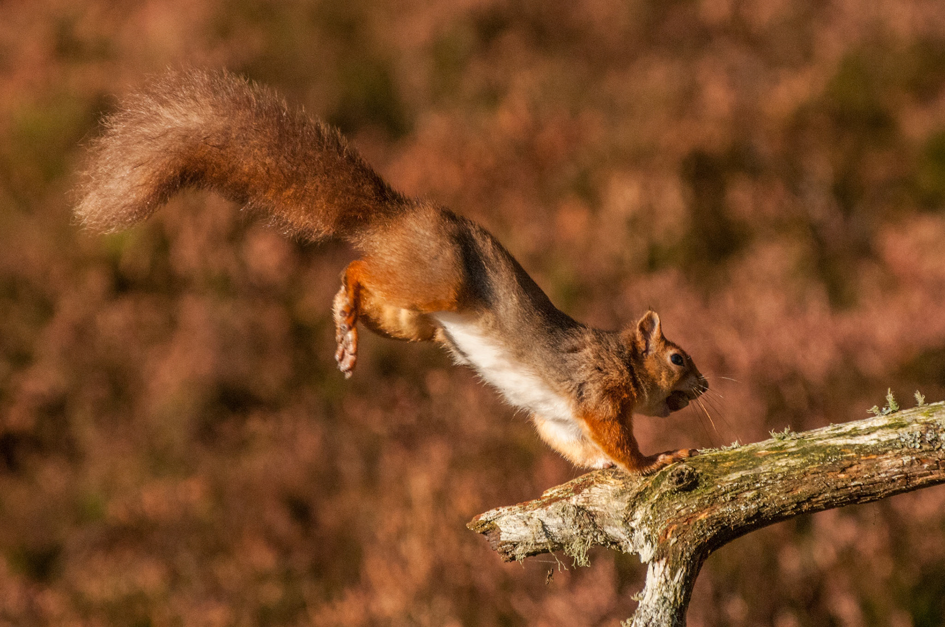 Red Squirrel