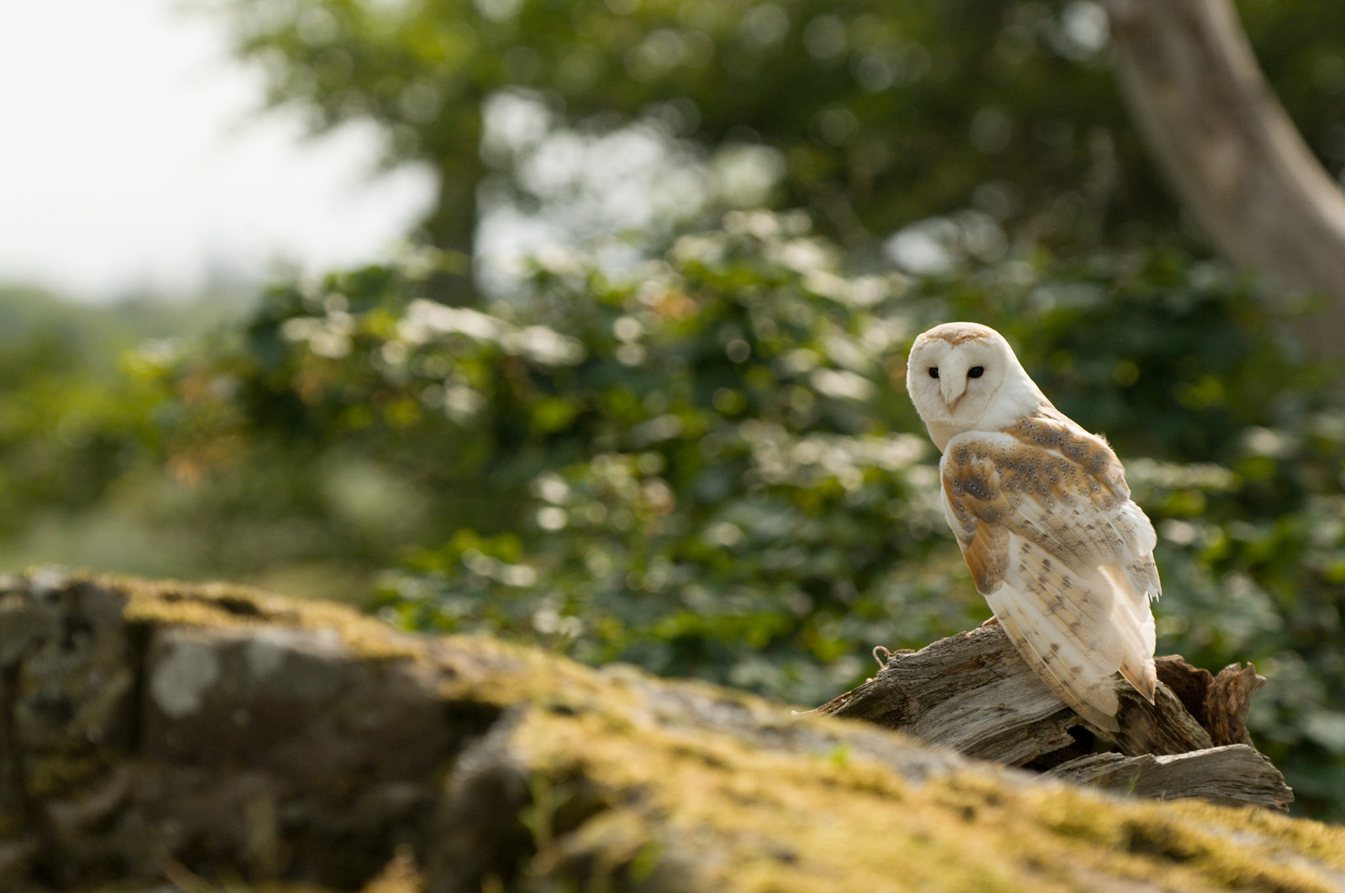 Barn Owl with falconer in Bamburgh