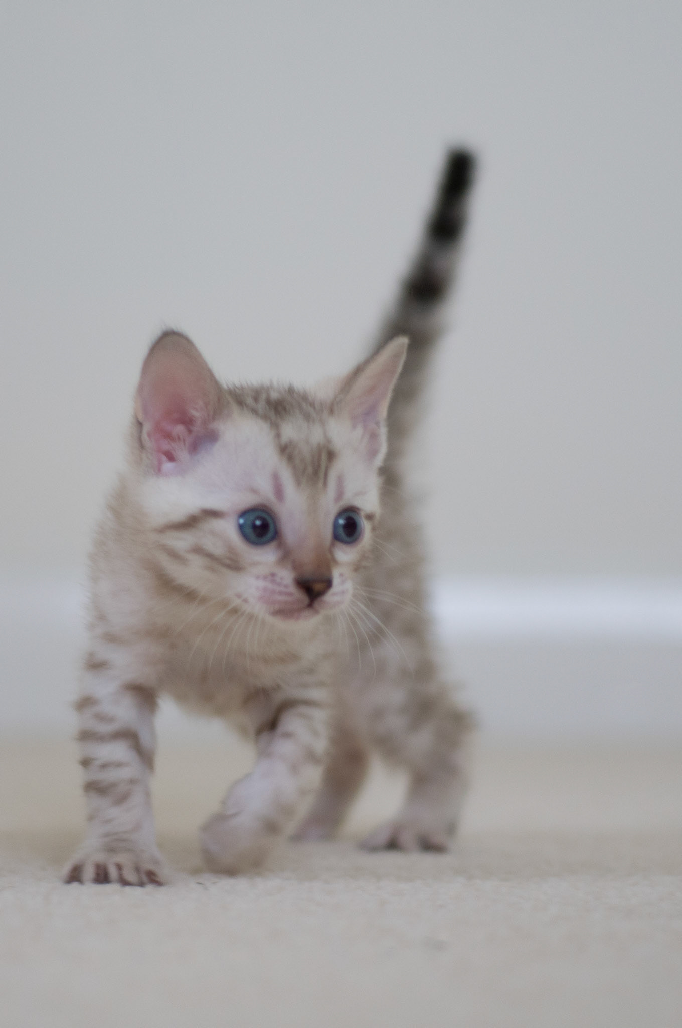 Bengal Kitten at Eriador Cats
