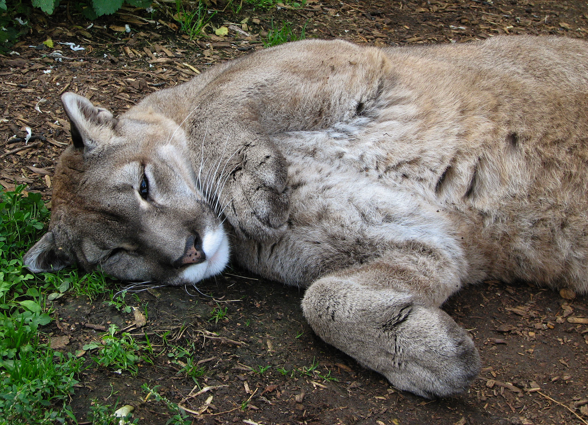 Puma at Santago Rare Leopard Project