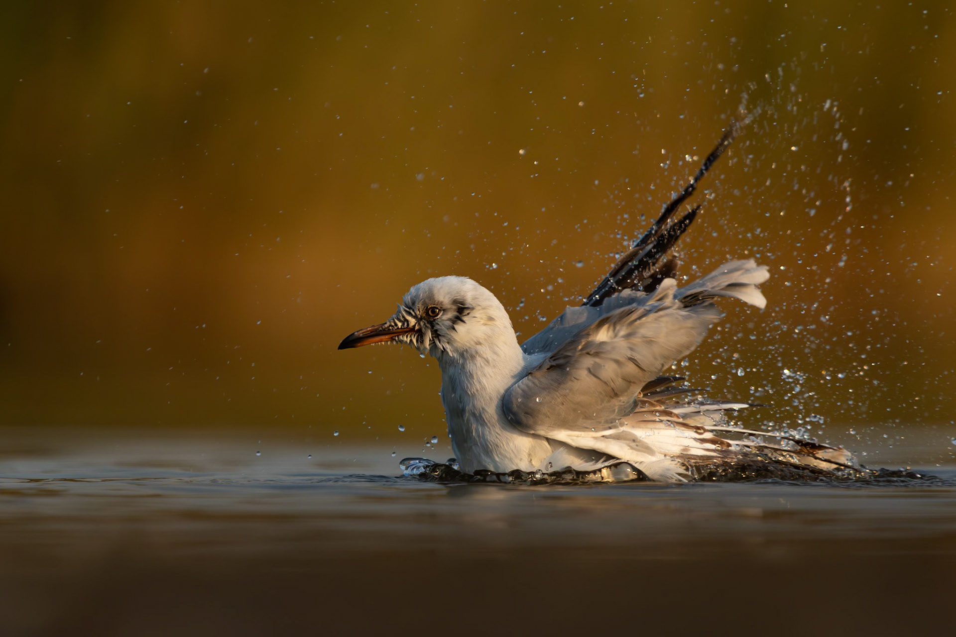 https://imagesthroughmylens.com/