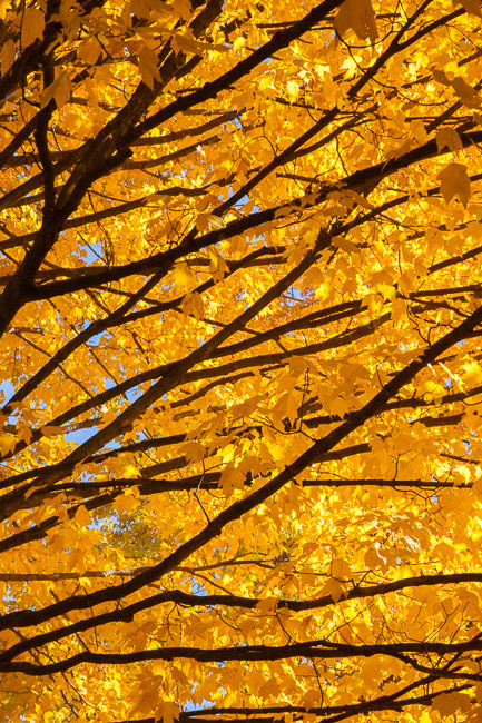 MO Tree
