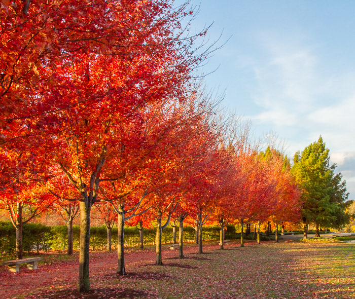 Forest Park, STL, MO6