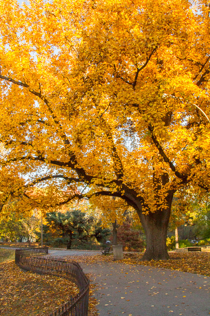 Lafayette Square Park, STL, MO2