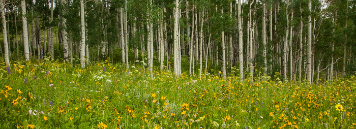 Aspens 3