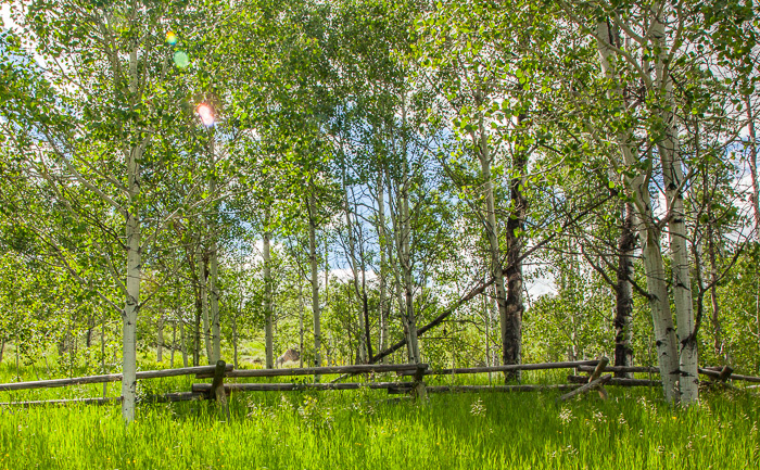 Steamboat Springs, CO12