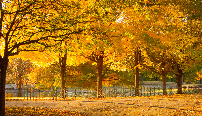 Lafayette Square Park, STL, MO6