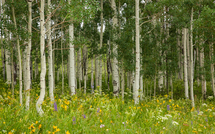 Aspens 1