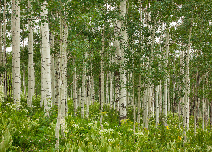 Aspens5