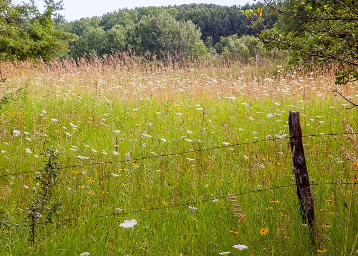 Field