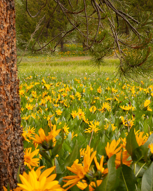 Flower meadow