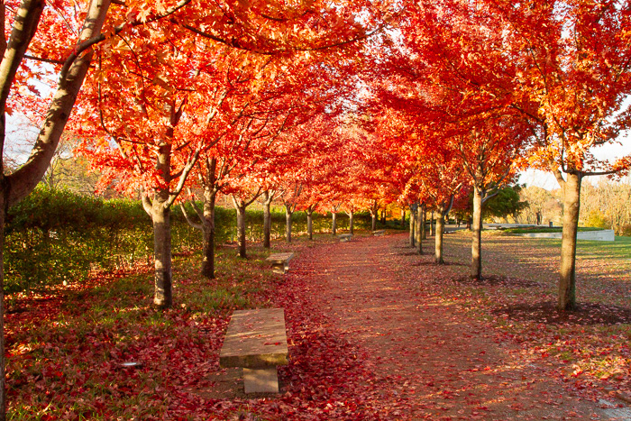 Forest Park, STL, MO5