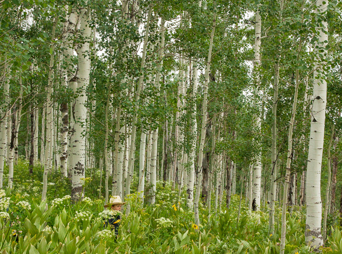Aspens 2
