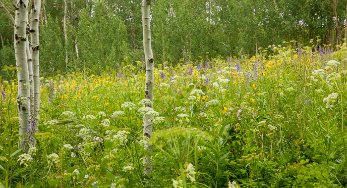 Aspens 4