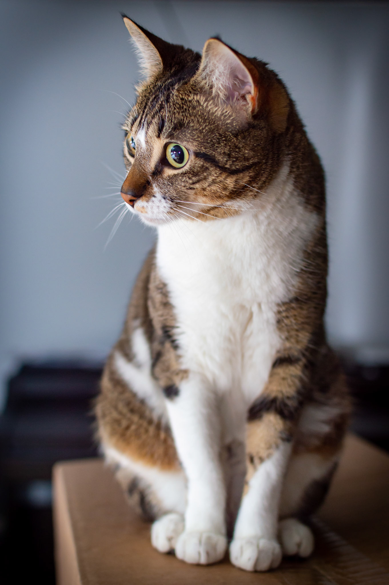 Pippi ist eine richtige Kistenkatze