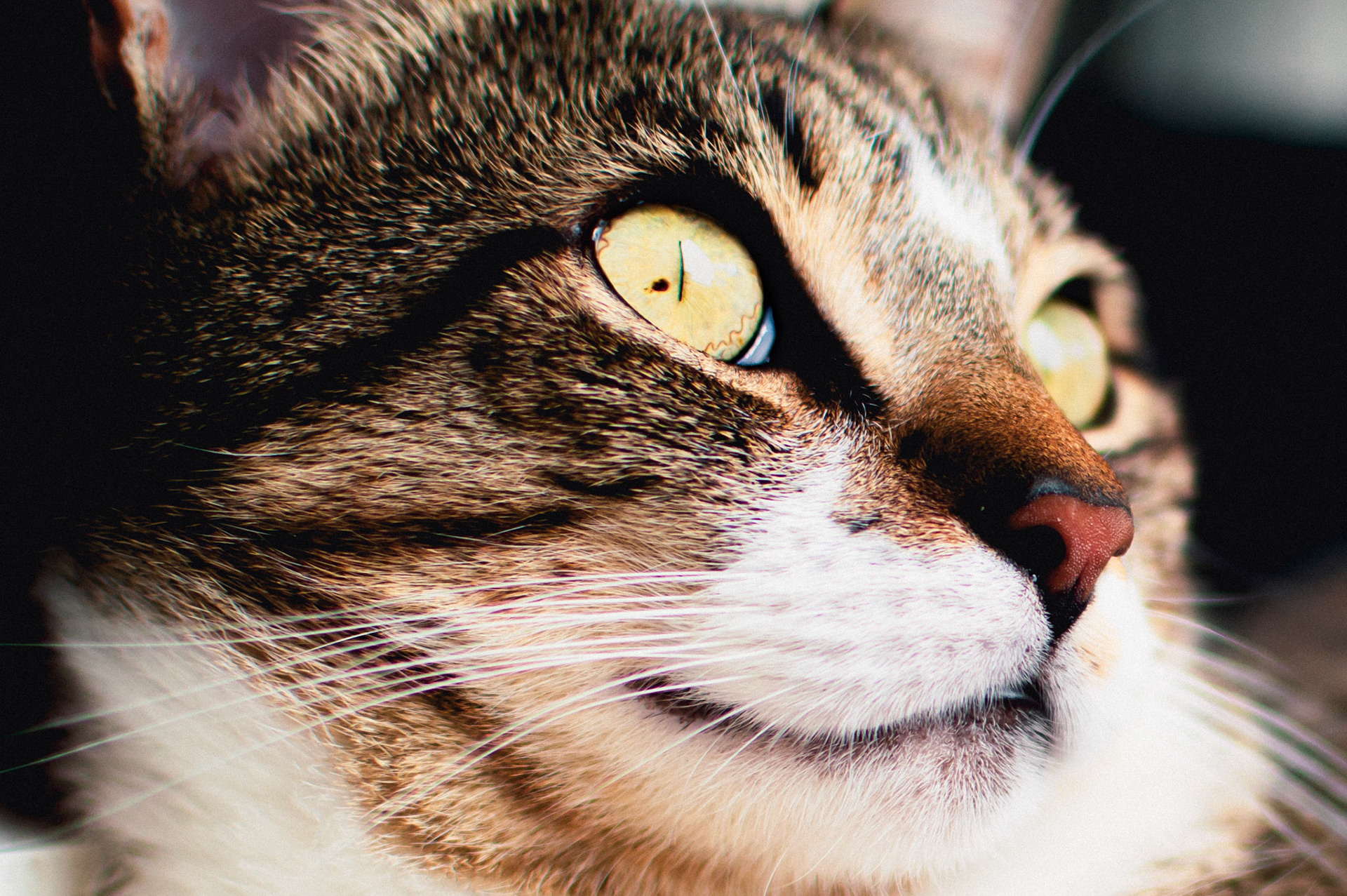 Portraitaufnahmen von Katzen sind was schönes