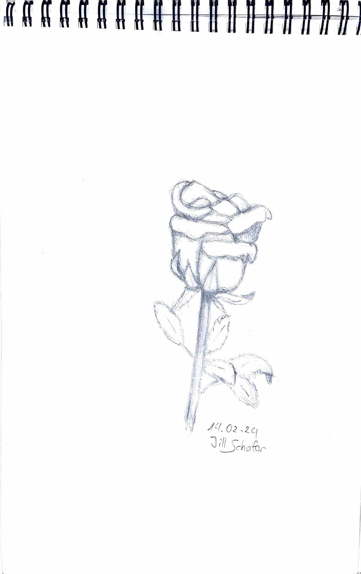 365 Zeichnungen - Drawing every day no matter what