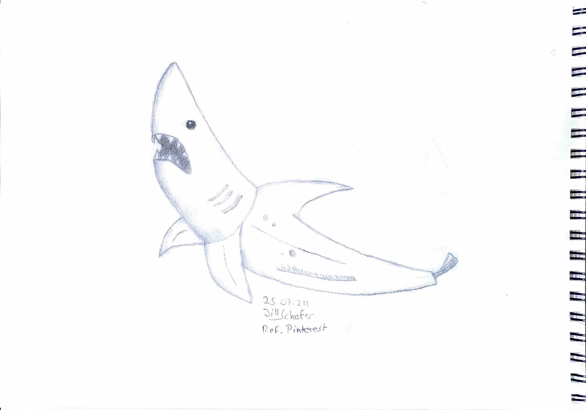 365 Zeichnungen - Drawing every day no matter what