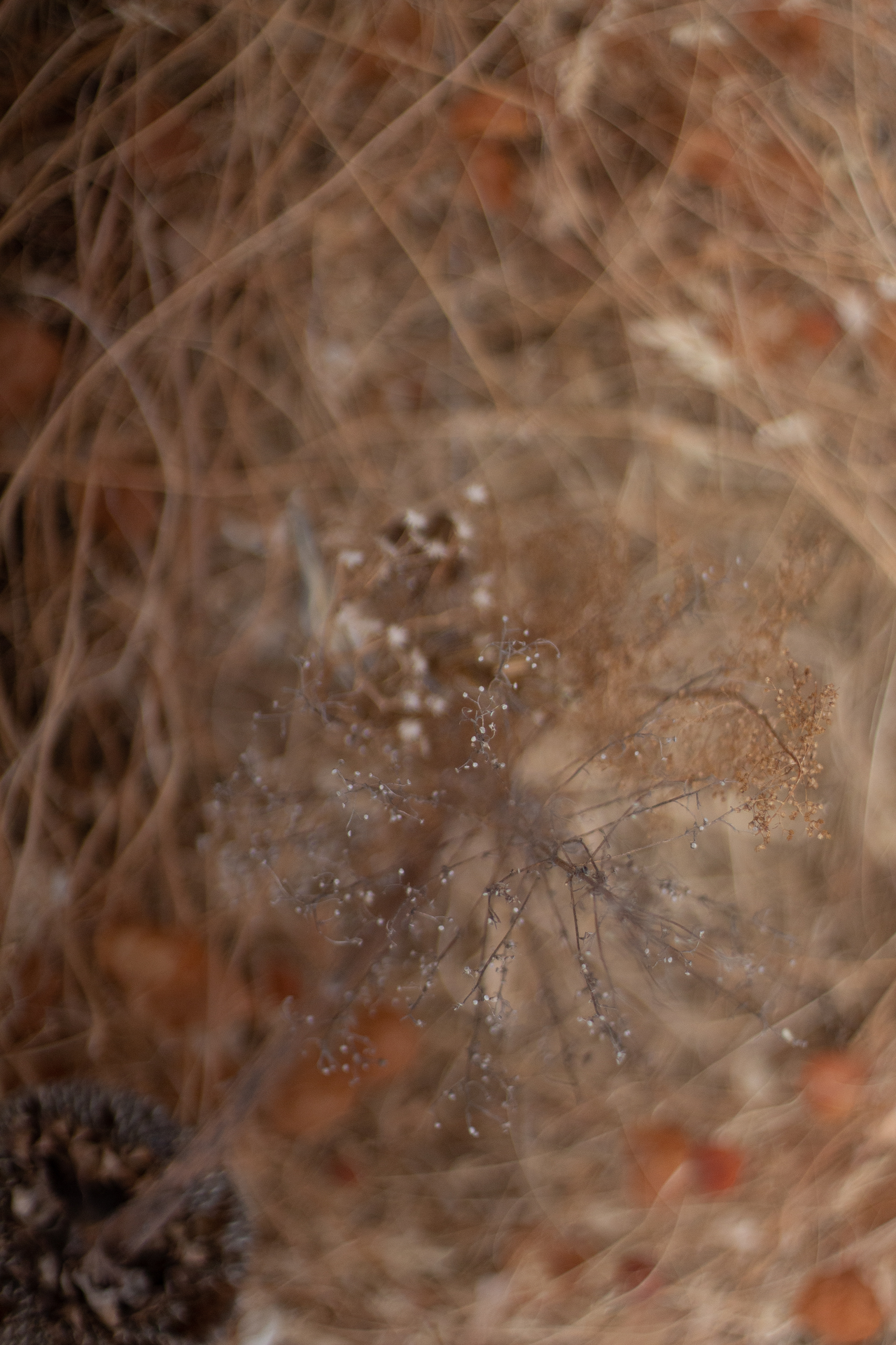 First Bokeh