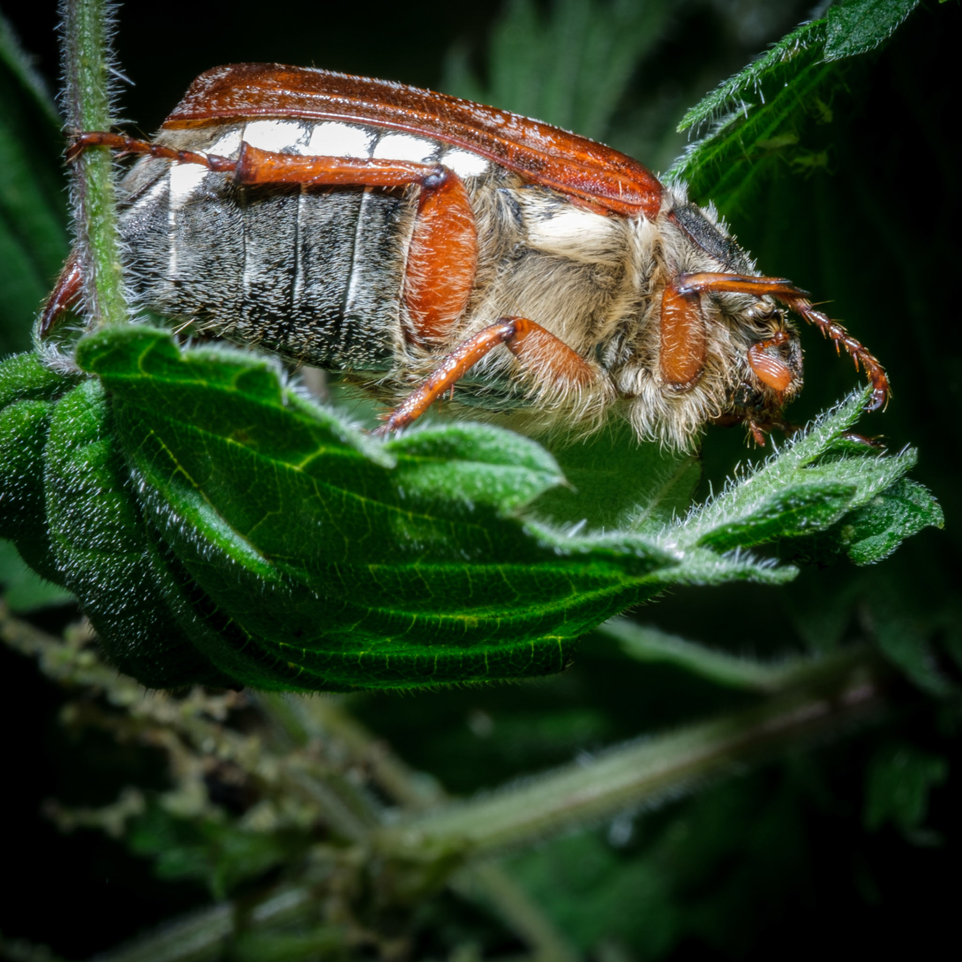 Cockchafer Beetle