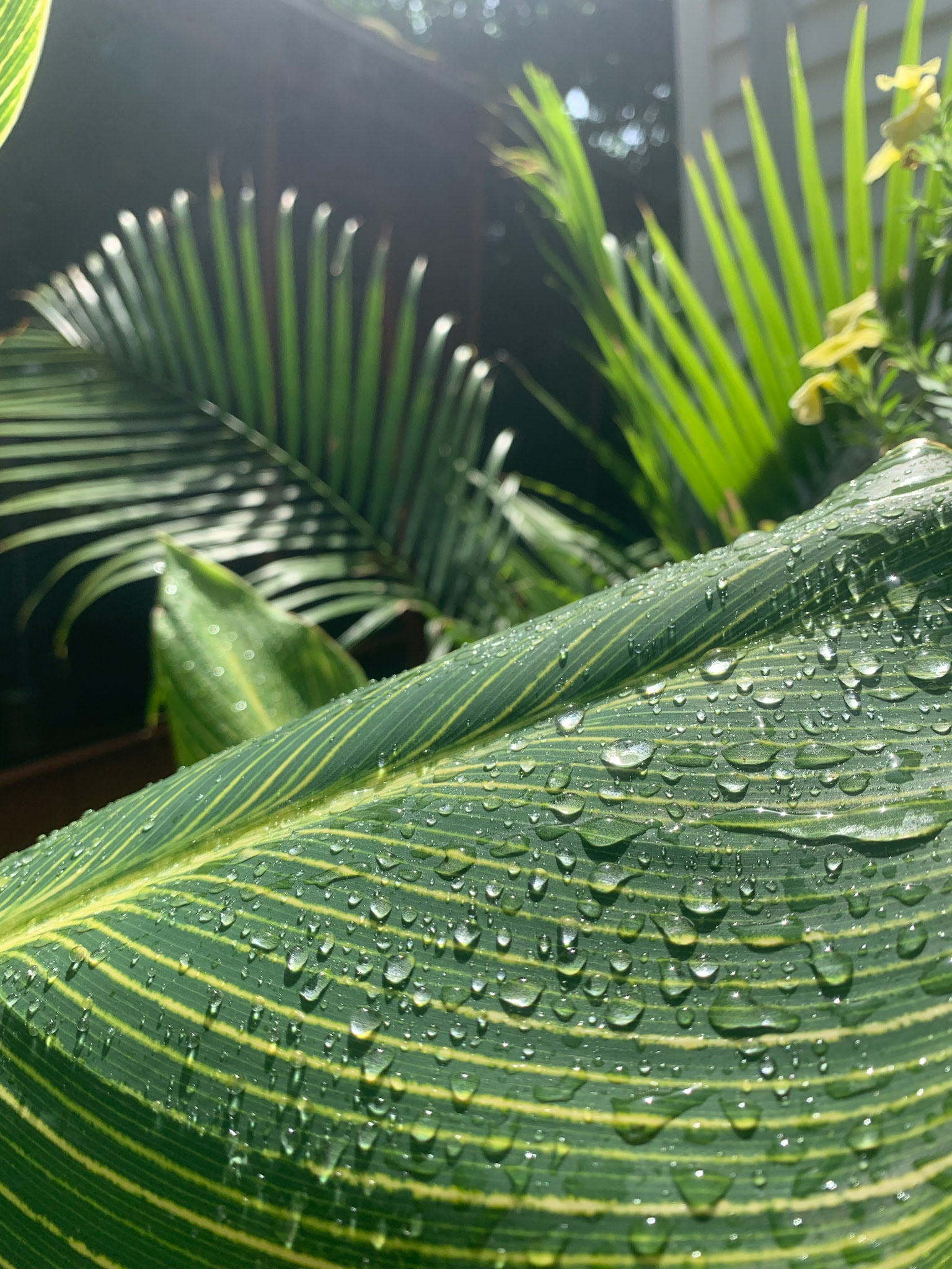 Rainfall