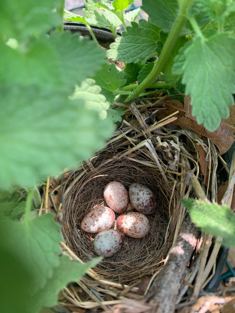 Nest