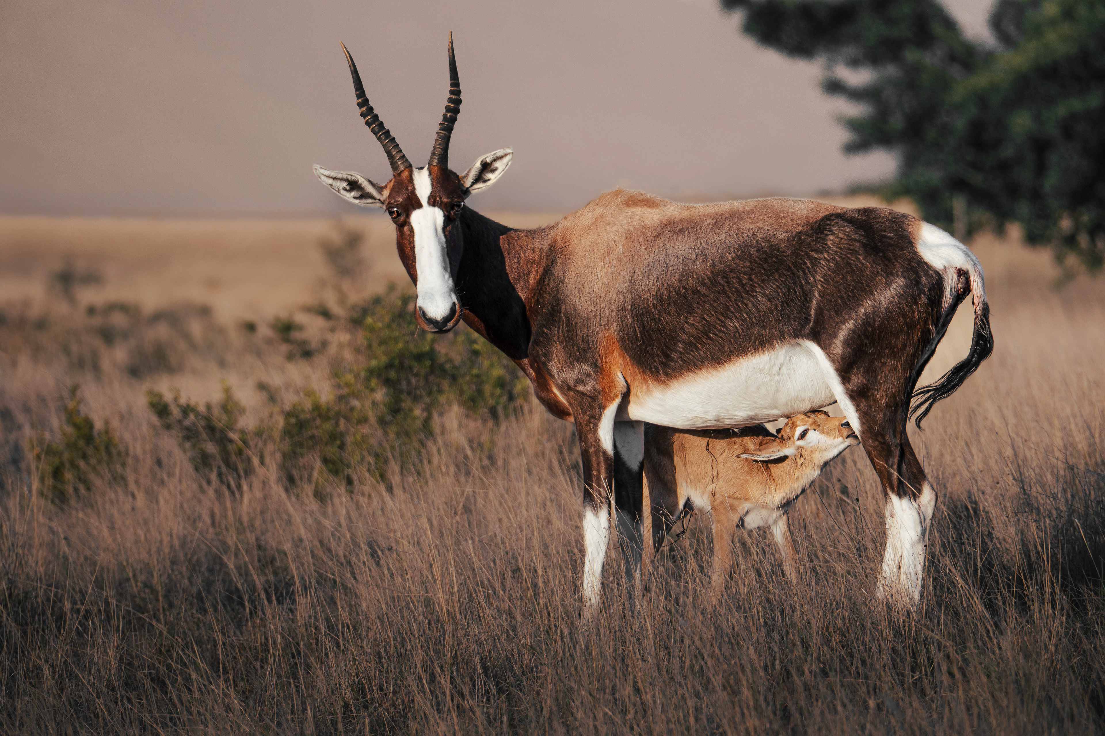 Südafrika
