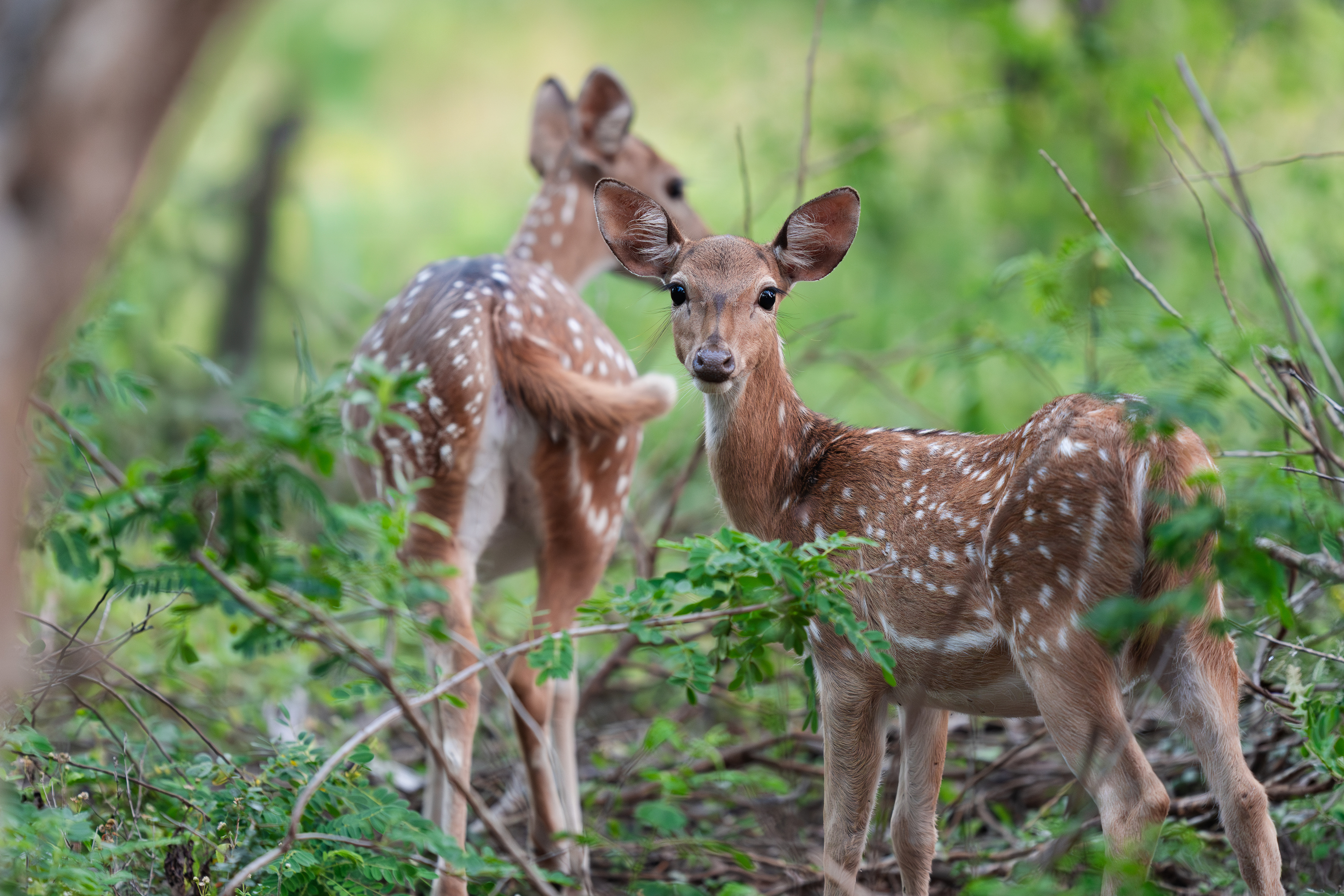 Sri Lanka