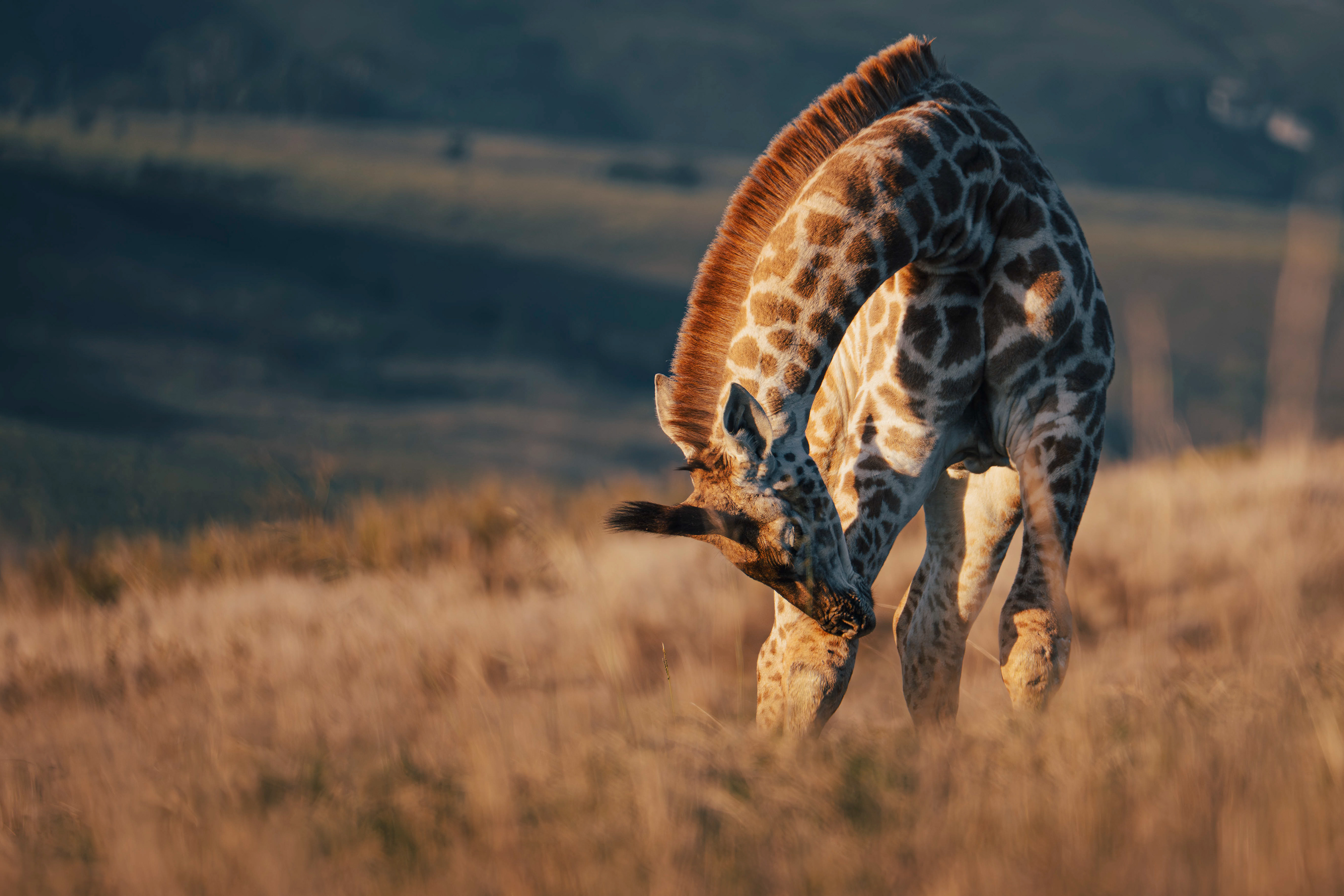 Südafrika