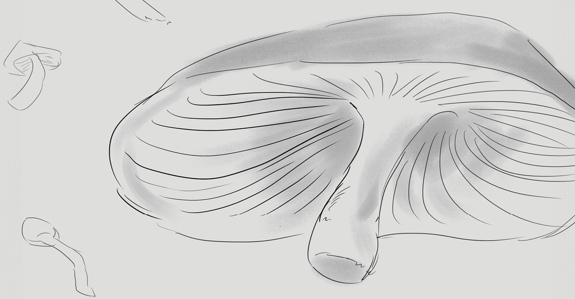 Storyboard Shot 3 - Camera continues to pull out, revealing blurred mushrooms and products in the BG