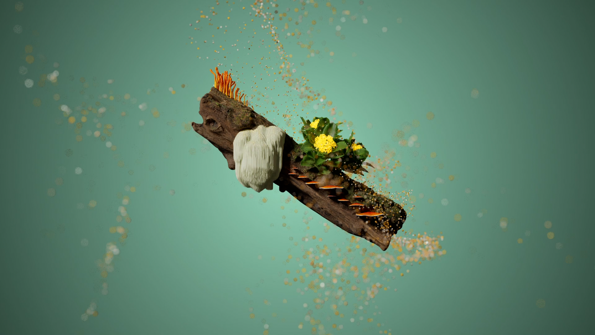 Final Render shot 6 - After doing some research, I found out the products didnt contain any herbs or vegetables like in the concept, so what you see here are actually in the products. We have Cordyceps Mushrooms at the top of the log, next down is Lions Mane, the flower looking thing is Rhodiola Rosea, and the Group of mushrooms that grow on the side are Reishi Mushrooms. Again, followed by the particles which fly past the camera in a turbulent field, leading you on to the next shot.