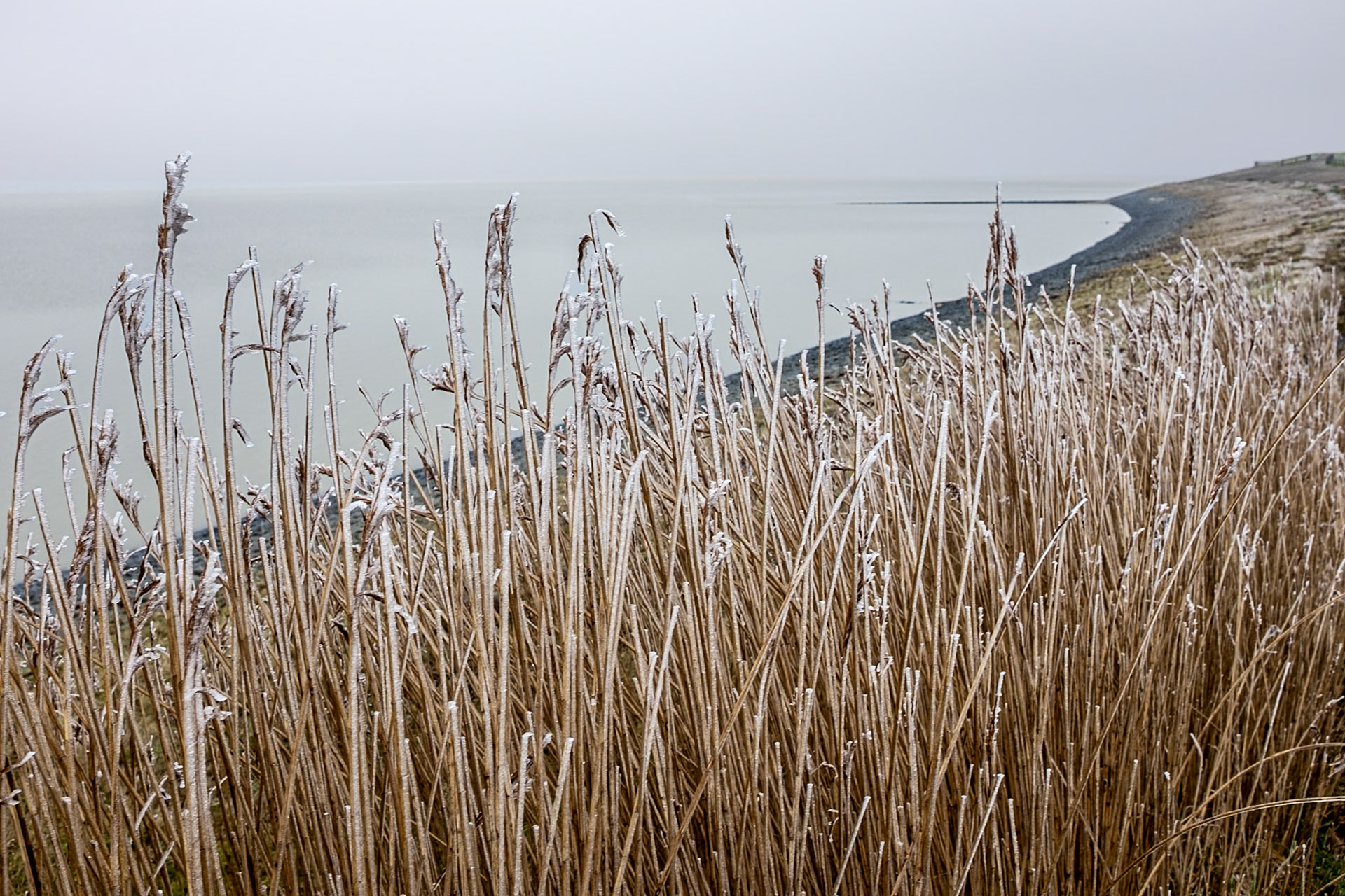 Frosty reeds along the Wadden Sea dyke, 19 January 2025