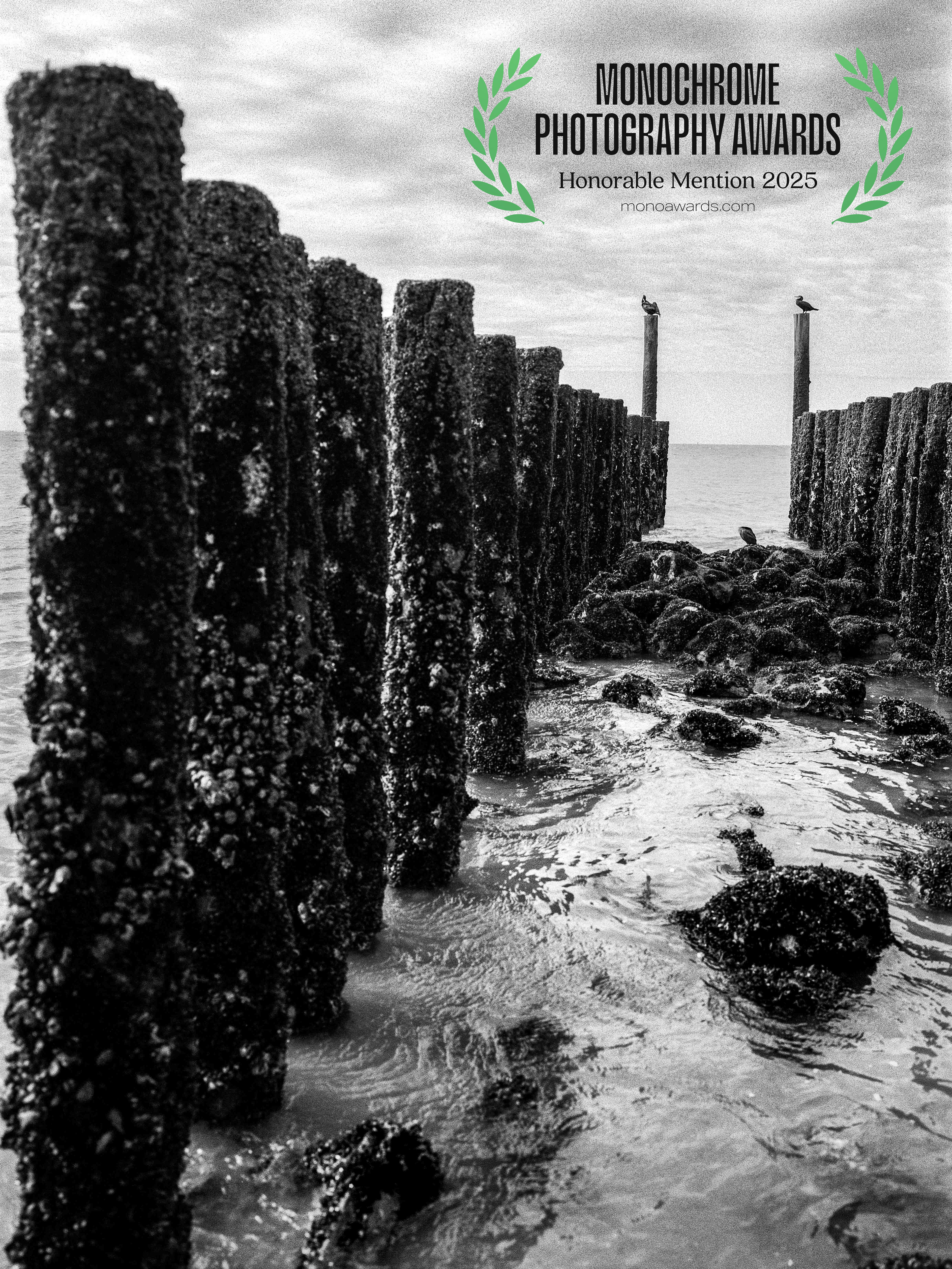 ‘North Sea pileheads and cormorants, Zoutelande, Netherlands, October 2024 (25/93730)’, 'Monochrome Awards 2025' entry