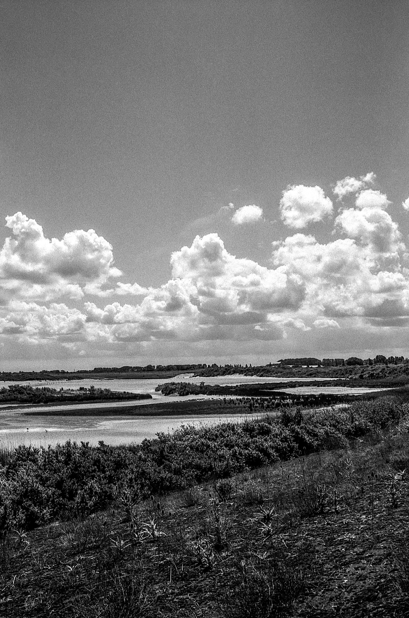 'Verdronken Zwarte Polder' Nature Reserve, Nieuwvliet, Netherlands (North Sea Coastal Path nr. 26, during the North Sea Crossing trip NL-BE-GB, Aug. 2025)
