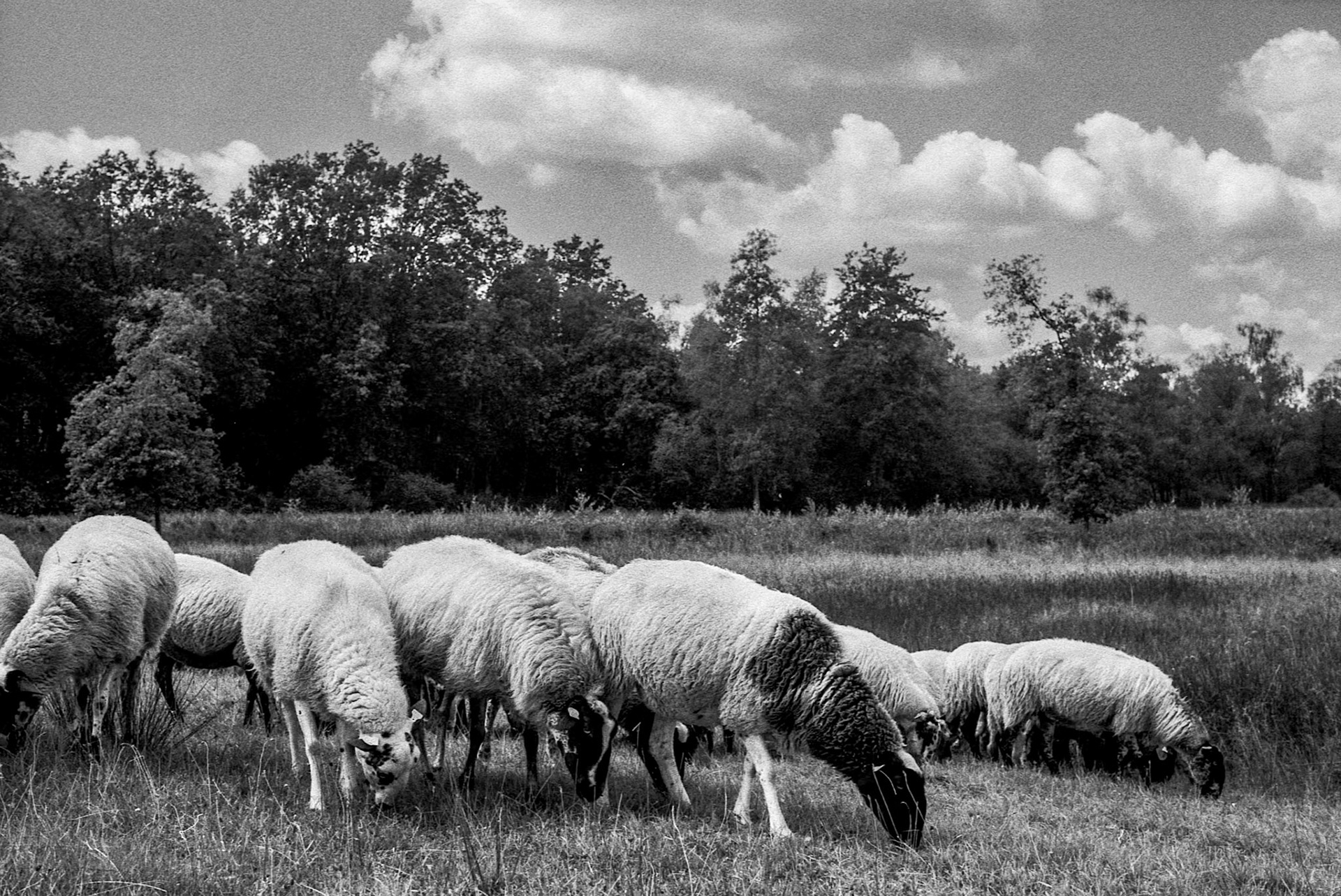Sheepflock, Haaksbergerveen, Haaksbergen, Netherlands, August 2024