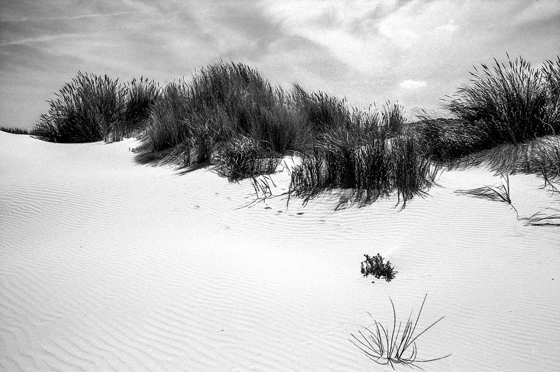 Marram grass (Ammophila arenaria) in the dunes of Schiermonnikoog, Netherlands, August 2025 (North Sea coastal path stage #25)