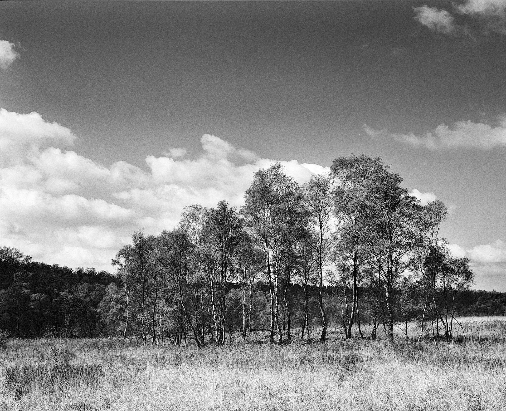 Birches near Boslaan, Vlodrop-Station (National Park 'De Meinweg'), Netherlands, 2017