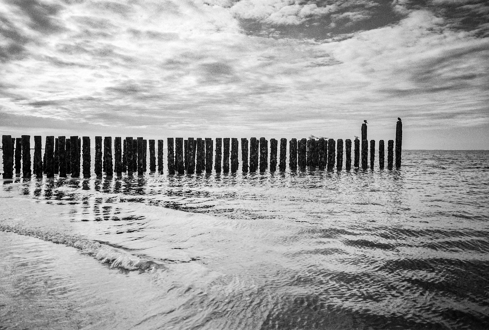 North Sea pileheads and cormorants, Zoutelande, Netherlands, North Sea coastal path stage #19, 6 October 2024