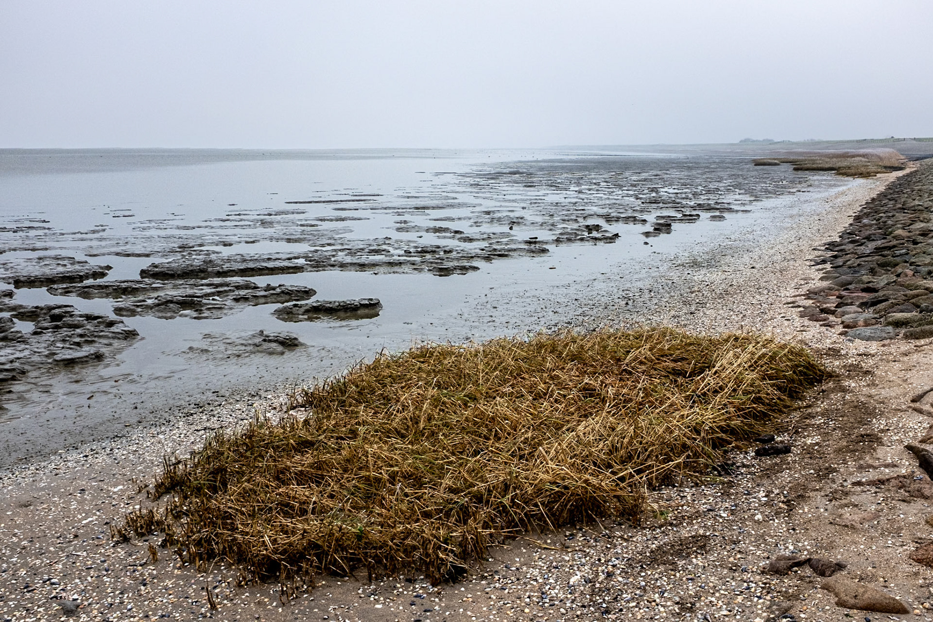 Wadden Sea, salt marshes, mud flats & grass on the Wadden Sea dyke, Tzummarum, 19 January 2025