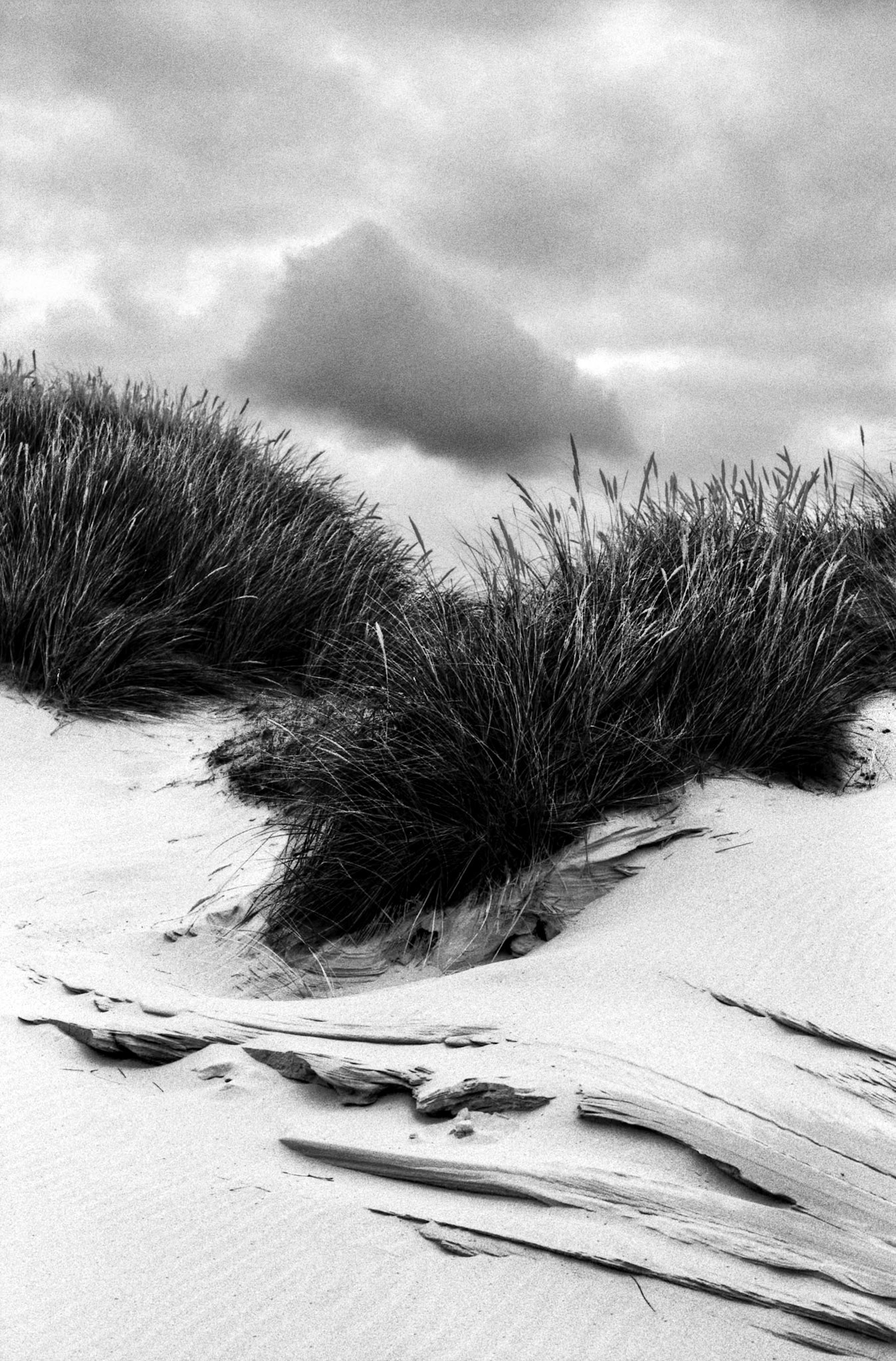Tallgrass (Ammophila Arenaria), Kennemer Dunes, National Park South-Kennemerland, IJmuiden aan Zee, Netherlands, 2023