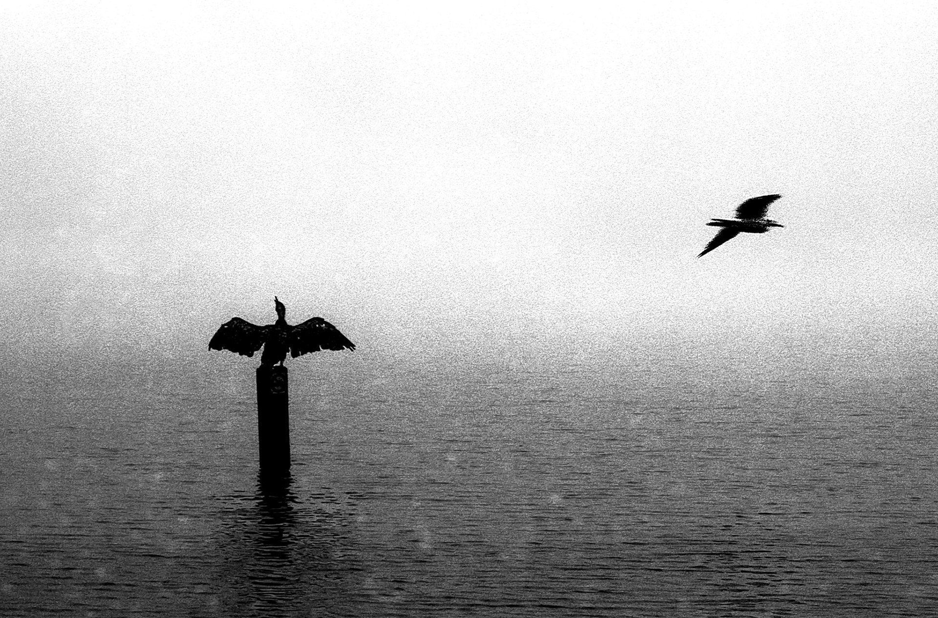 Cormorant, Amstel river, Amsterdam, 2017
