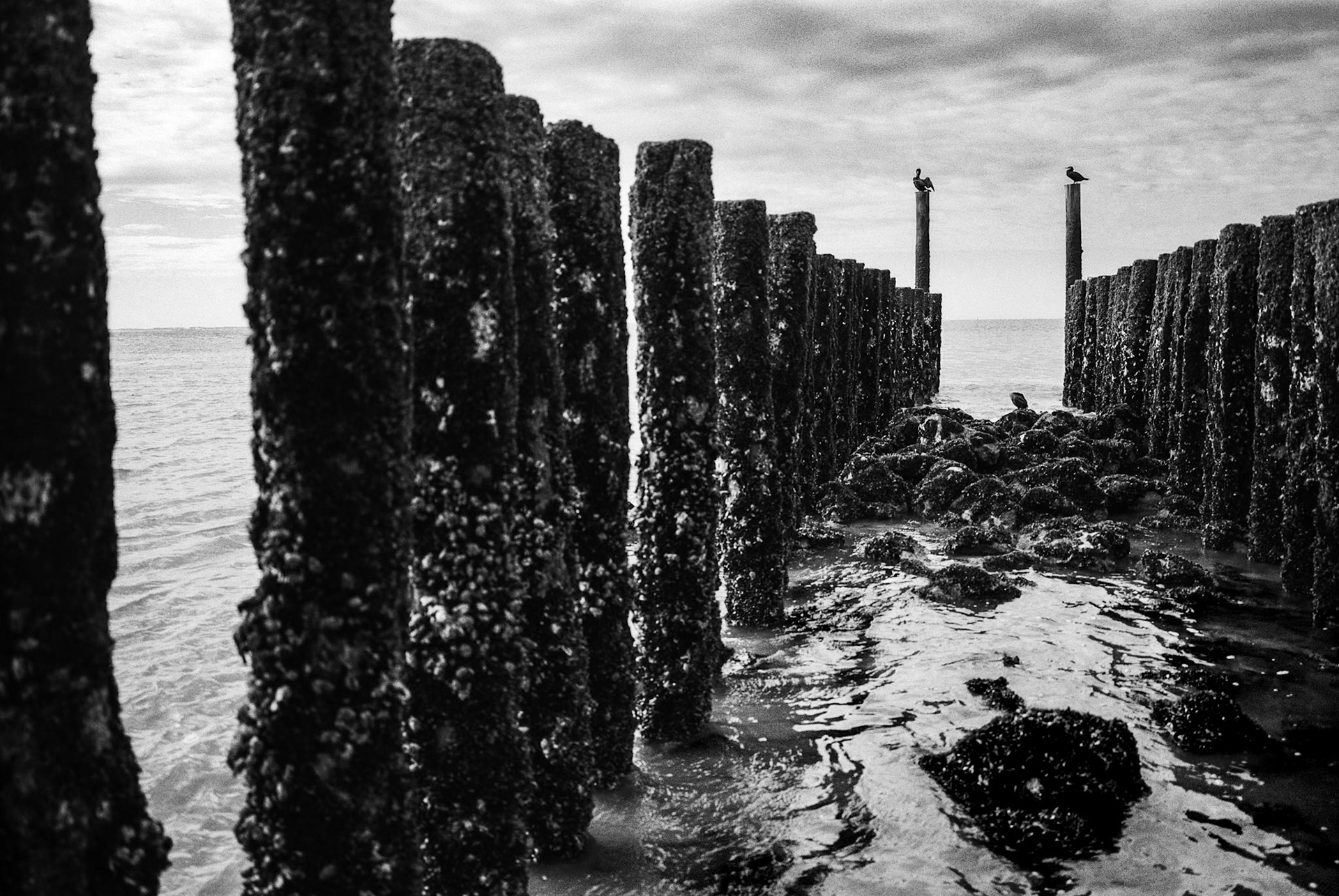Pileheads with cormorants, Zoutelande, Netherlands, Oct. 2024