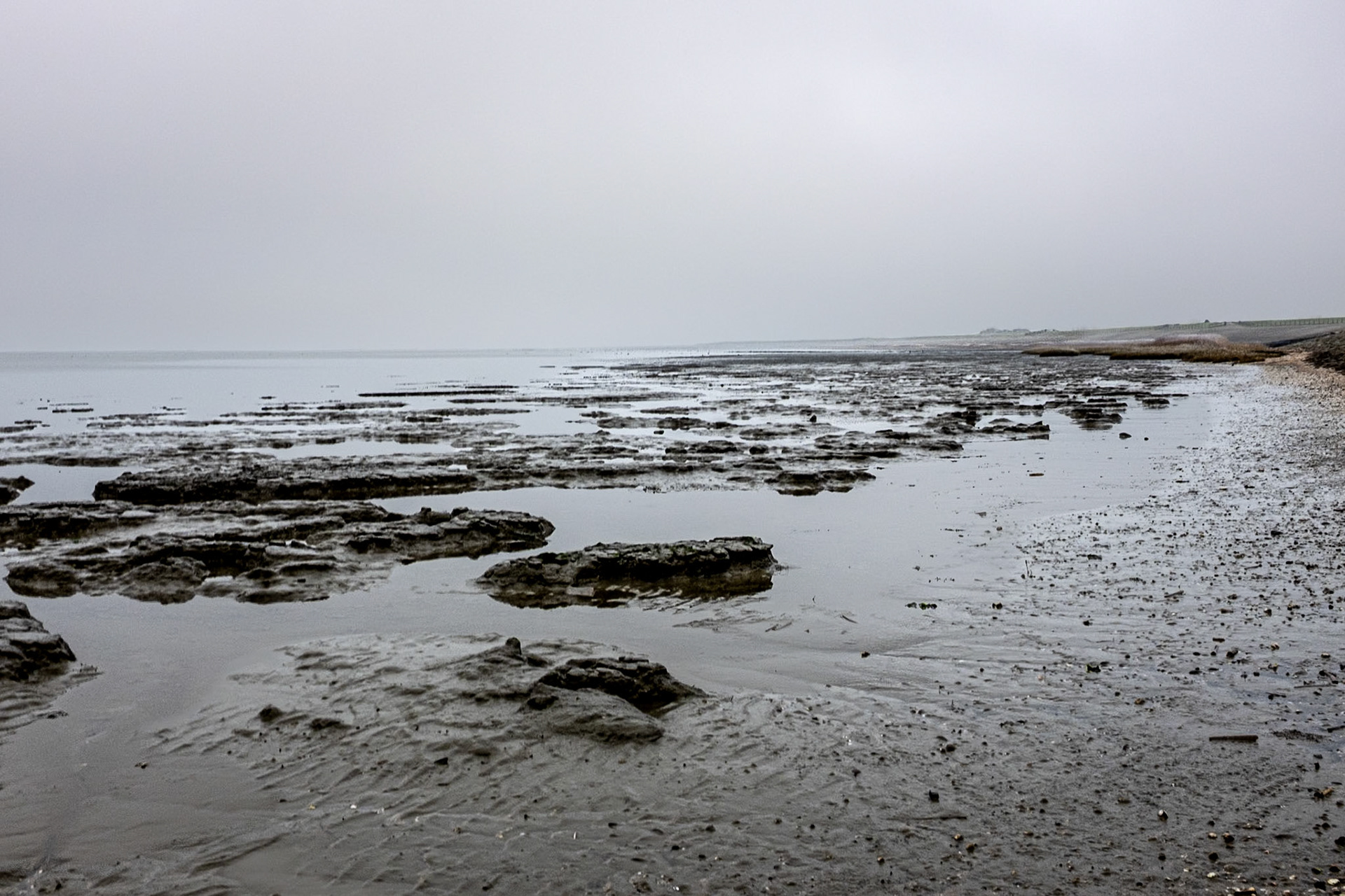 Salt marshes, mud flats & Wadden Sea, Tzummarum, 19 January 2025
