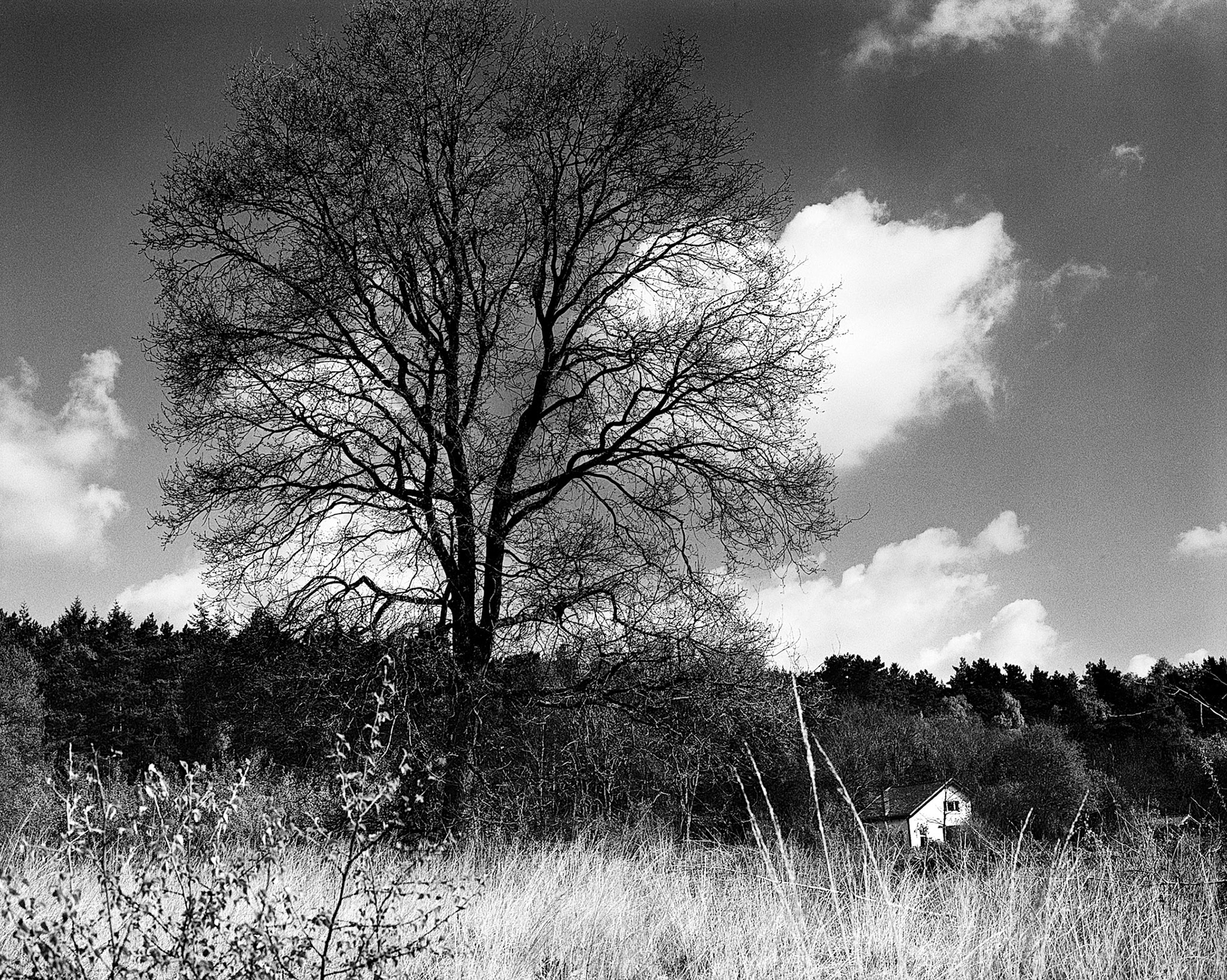 Boslaan, Vlodrop-Station (National Park 'De Meinweg'), Netherlands, 2017